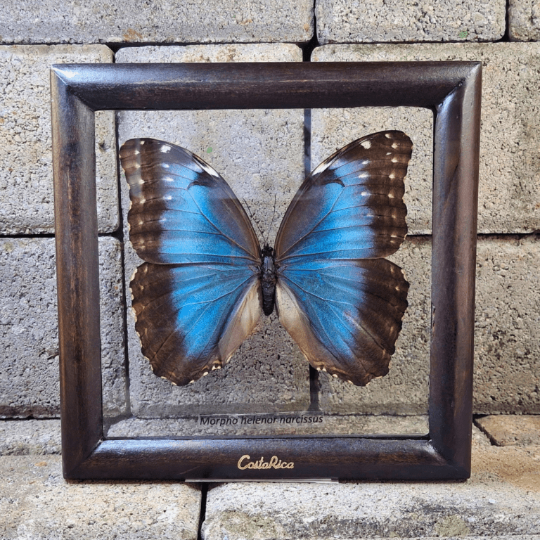 CUADRO DOBLE VIDRIO MORPHO
