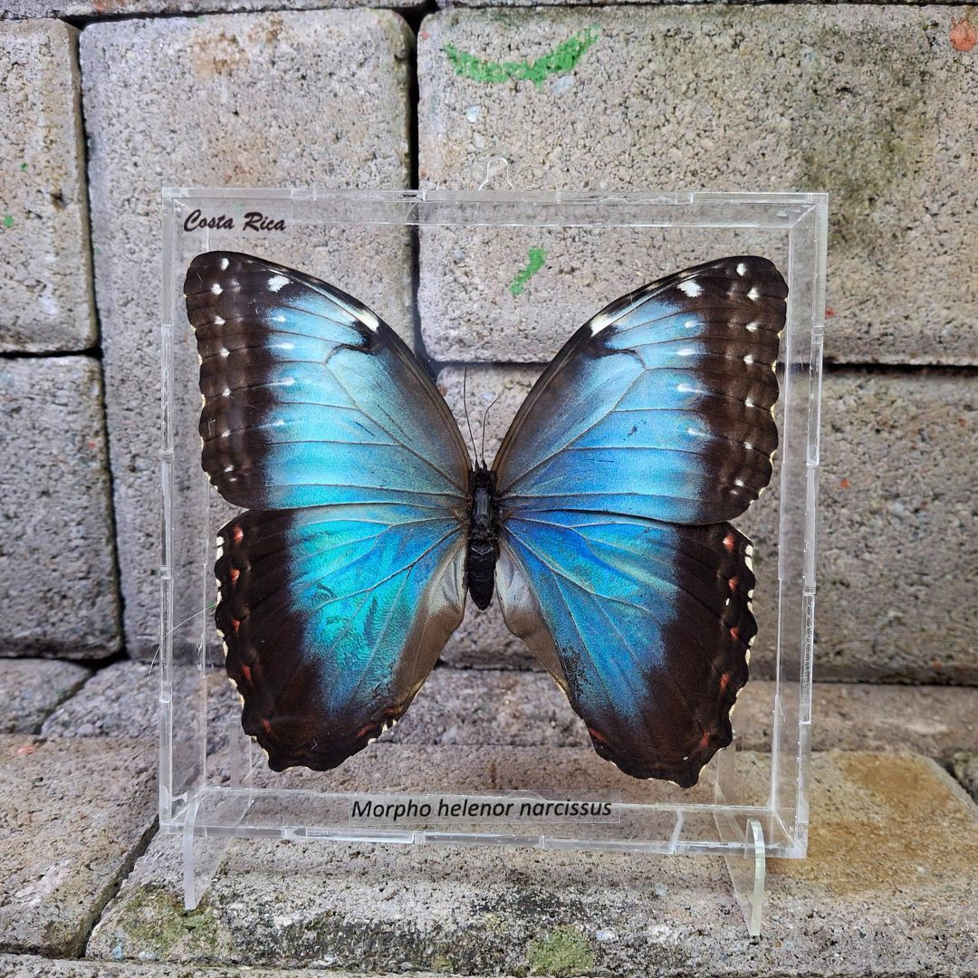CUADRO ACRILICO MORPHO | Mariposario Morpho Azul®