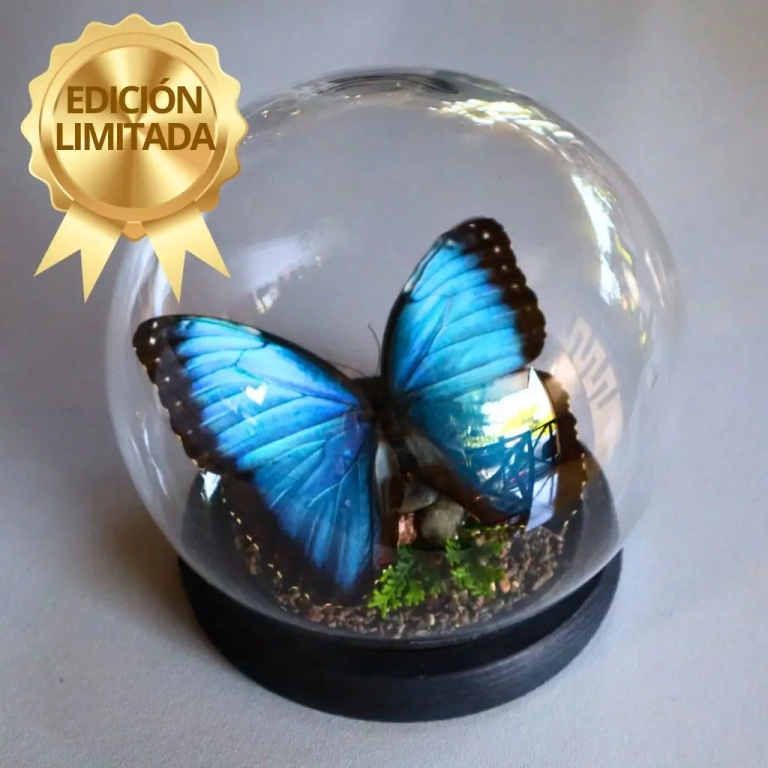 CÚPULA MORPHO AZUL