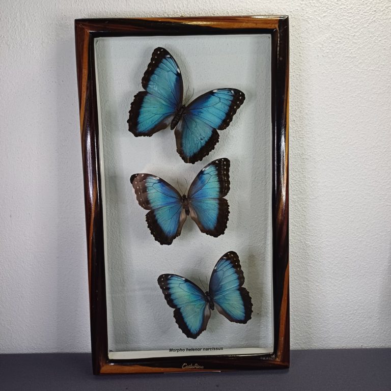 CUADRO COLECCION MORPHO