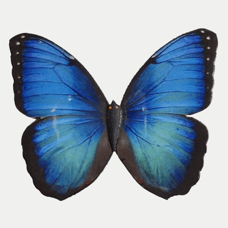 MAGNETO MORPHO AZUL