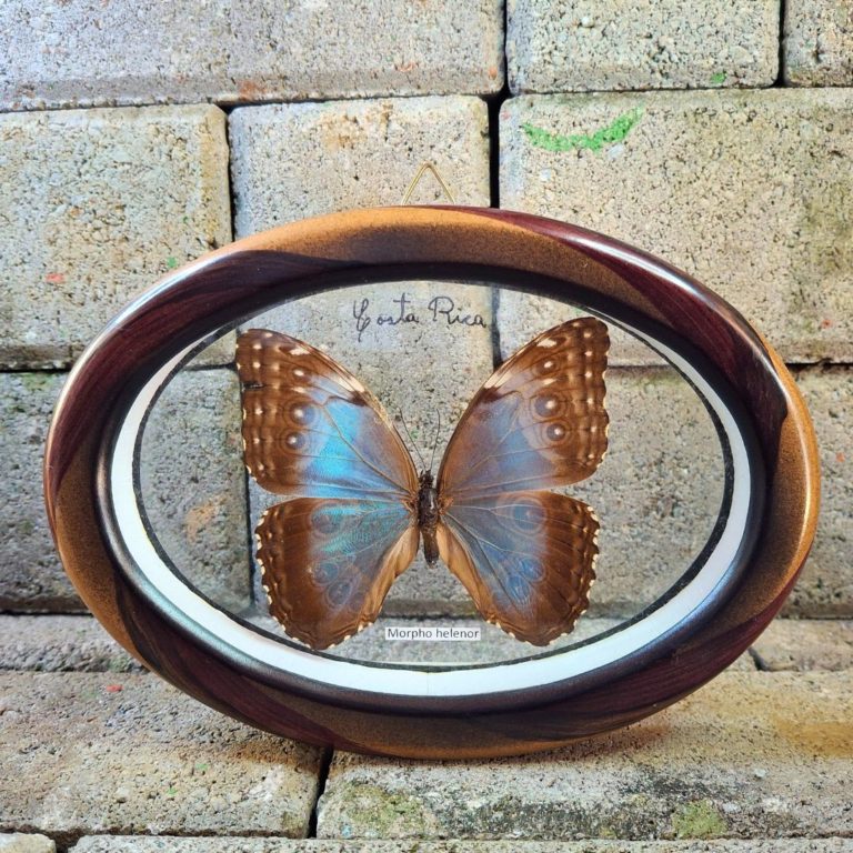 CUADRO OVALADO MORPHO