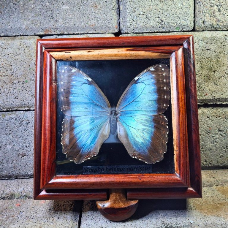 JOYERO MORPHO AZUL