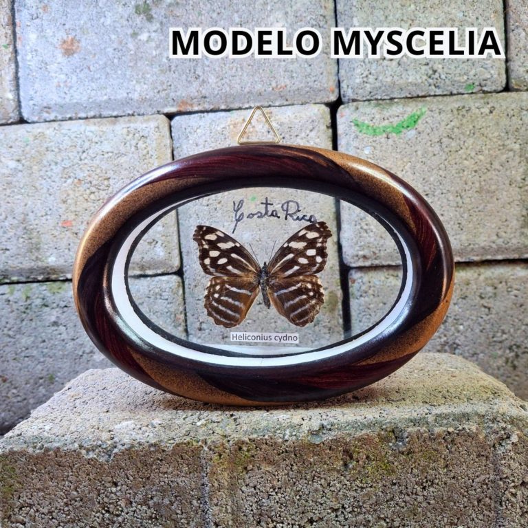 CUADRO OVALADO MYSCELIA