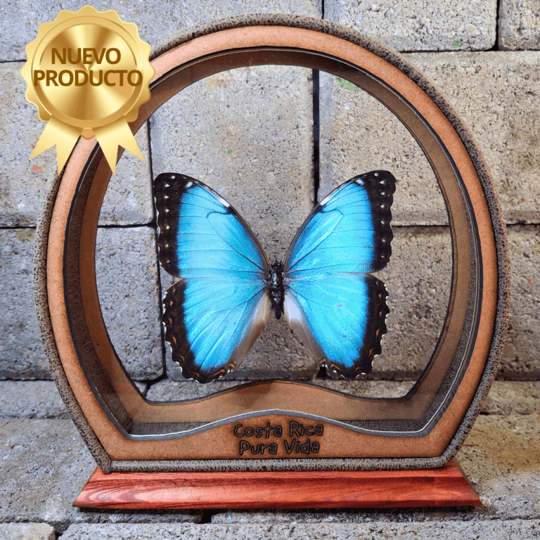 CUADRO MORPHO ENCANTO CURVO