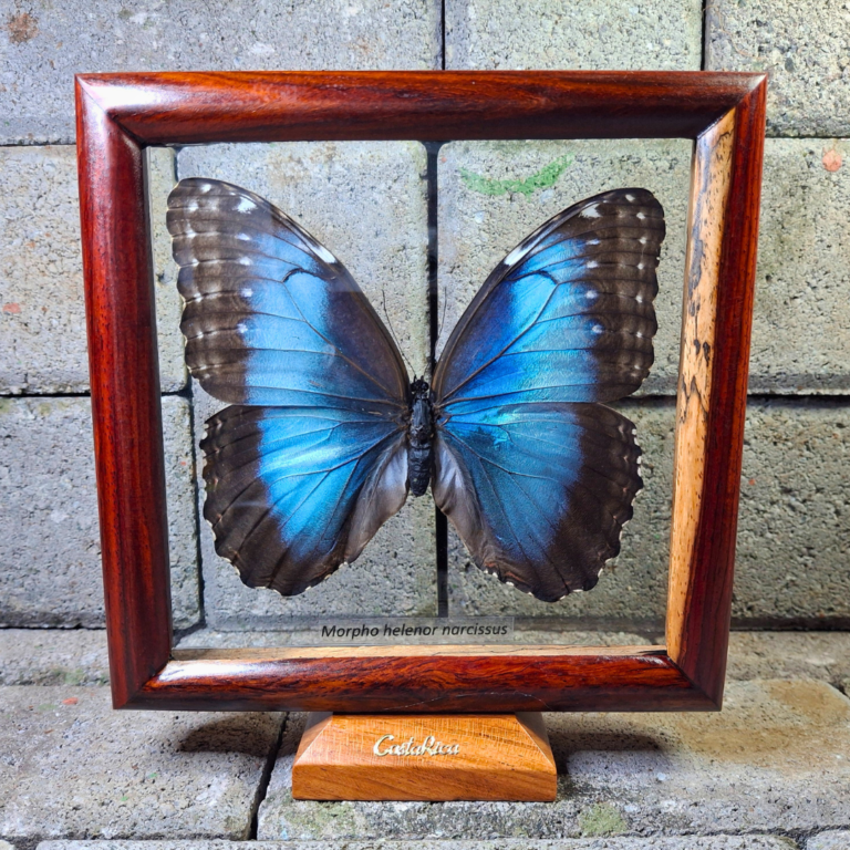 CUADRO MORPHO AZUL PEDESTAL