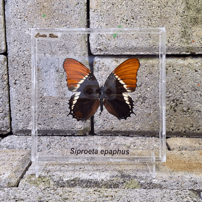 CUADRO ACRILICO SIPROETA EPAPHUS