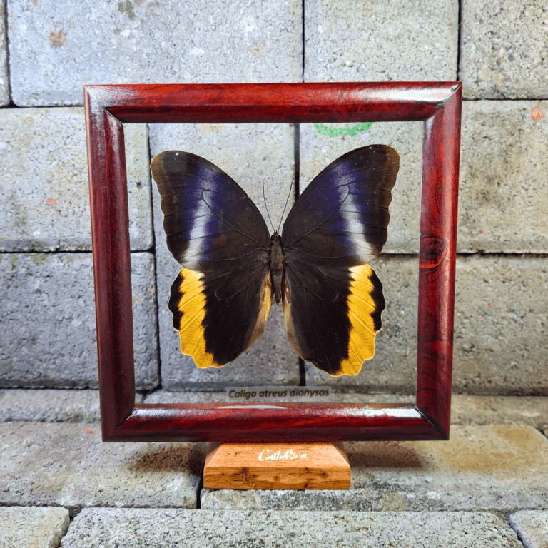 CUADRO CALIGO ATREUS PEDESTAL