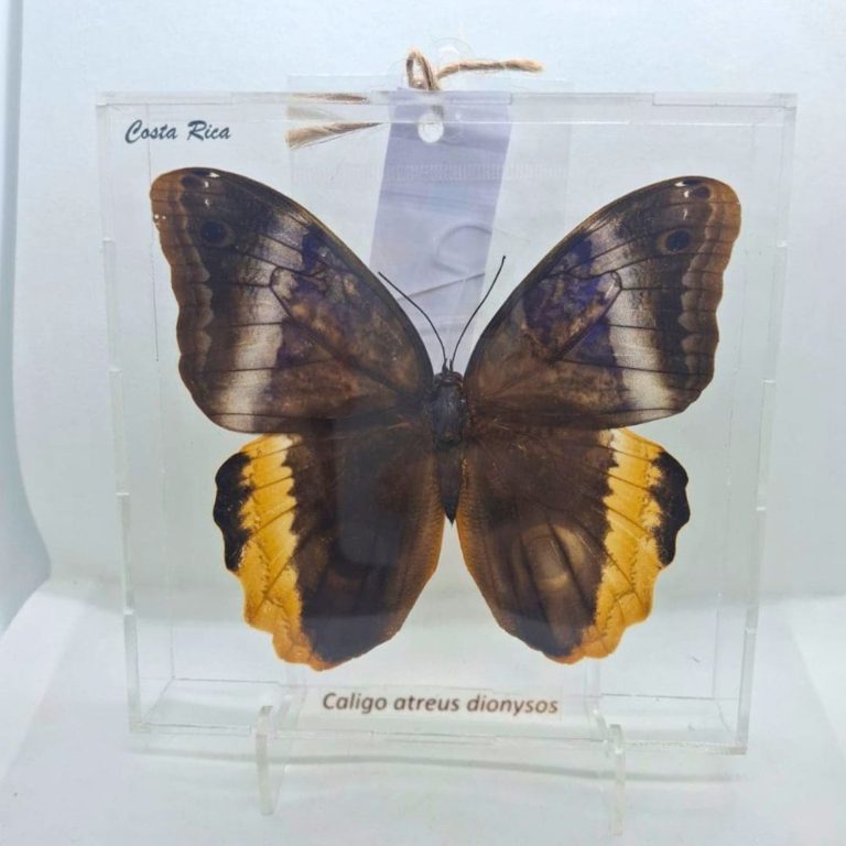 CUADRO ACRILICO ATREUS