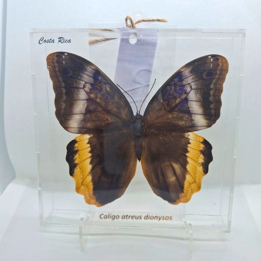 CUADRO ACRILICO ATREUS