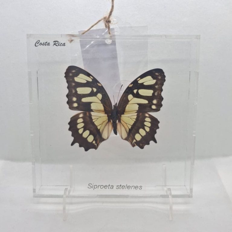 CUADRO ACRILICO SIPROETA STELENES