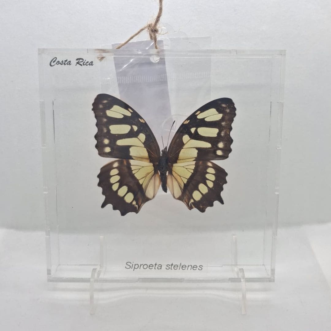 CUADRO ACRILICO SIPROETA STELENES