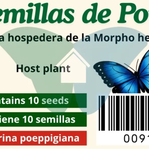 Semillas de Poró (Erythrina poeppigiana)