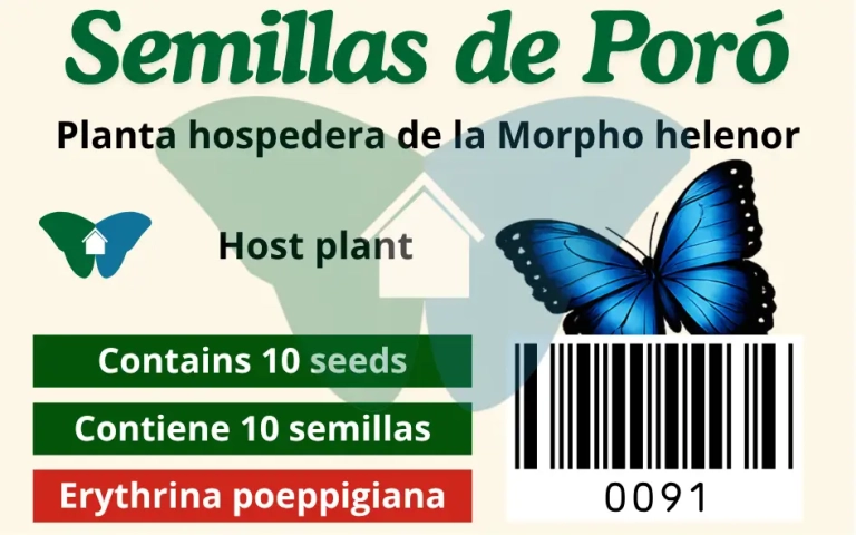 Semillas de Poró (Erythrina poeppigiana)