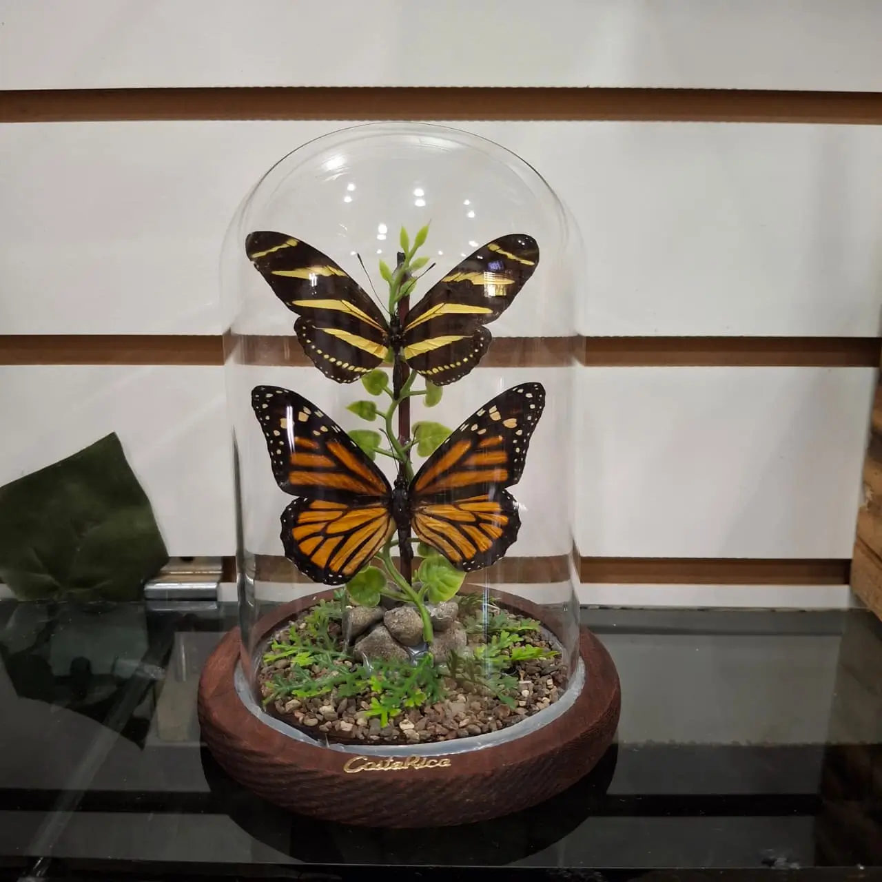 CÚPULA DE VIDRIO – CHARITONIA