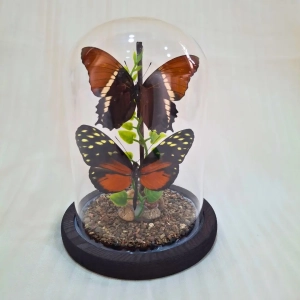 CÚPULA DE VIDRIO SIPROETA & HELICONIUS